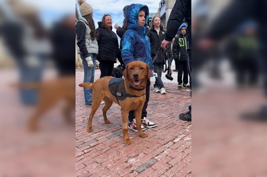 Boston Police Comfort Dogs and Handlers Sharpen Skills Amid City Bustle at Quincy Market