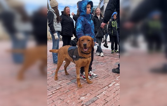 Boston Police Comfort Dogs and Handlers Sharpen Skills Amid City Bustle at Quincy Market