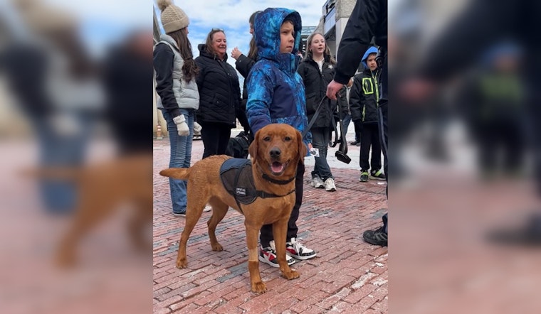 Boston Police Comfort Dogs and Handlers Sharpen Skills Amid City Bustle at Quincy Market