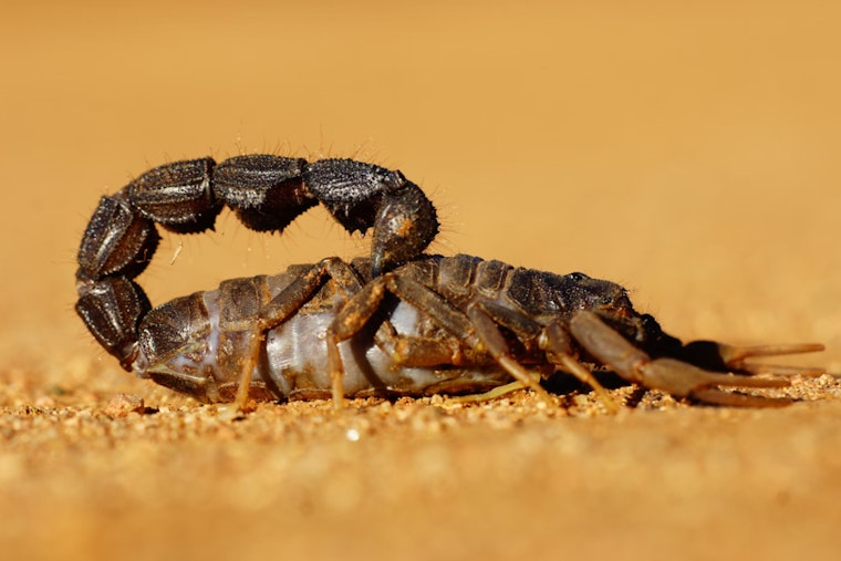 Boston Traveler Stung by Scorpion at Logan Airport After Flight from Mexico