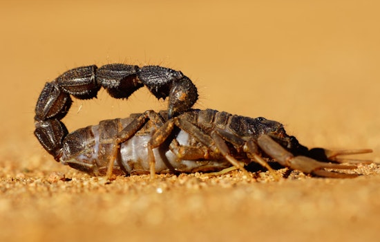 Boston Traveler Stung by Scorpion at Logan Airport After Flight from Mexico