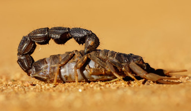 Boston Traveler Stung by Scorpion at Logan Airport After Flight from Mexico