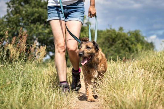 Boulder Advises Pet Owners on Springtime Hazards: Keep Your Pups Safe as Ice Melts