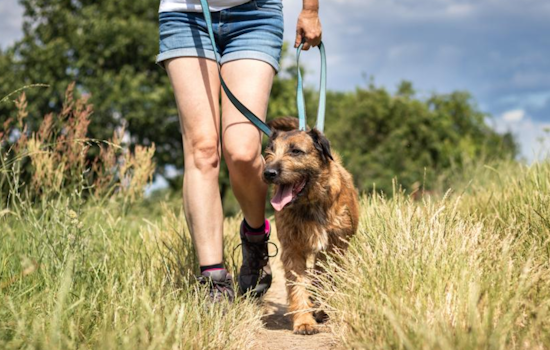 Boulder Advises Pet Owners on Springtime Hazards: Keep Your Pups Safe as Ice Melts