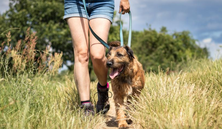 Boulder Advises Pet Owners on Springtime Hazards: Keep Your Pups Safe as Ice Melts