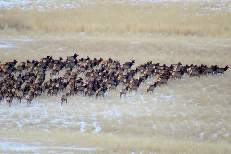 Boulder County Elk Management Sees Success at Ron Stewart Preserve, Public Input Sought on Plan Extensions