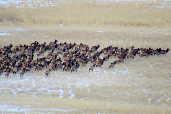 Boulder County Elk Management Sees Success at Ron Stewart Preserve, Public Input Sought on Plan Extensions