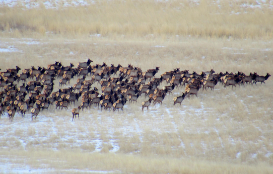 Boulder County Elk Management Sees Success at Ron Stewart Preserve, Public Input Sought on Plan Extensions