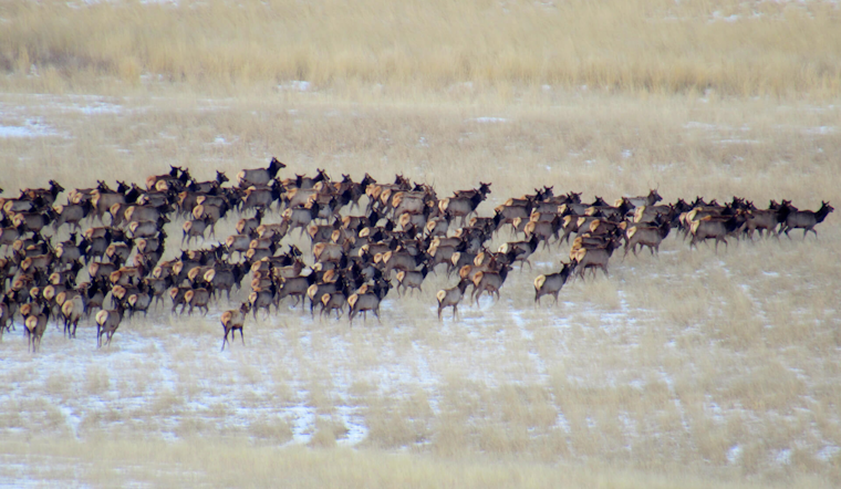 Boulder County Elk Management Sees Success at Ron Stewart Preserve, Public Input Sought on Plan Extensions