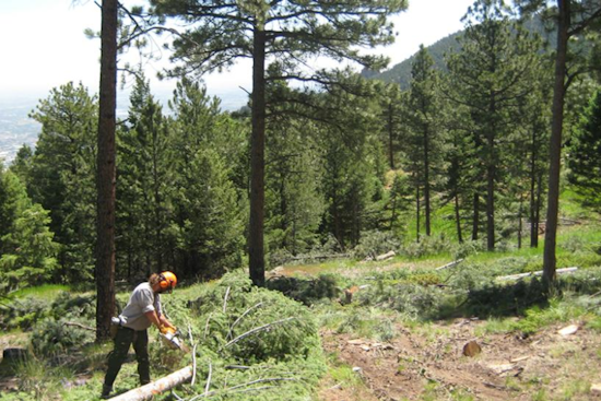 Boulder Secures $900,000 State Grant for Wildfire Defense and Forest Health Project