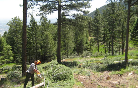 Boulder Secures $900,000 State Grant for Wildfire Defense and Forest Health Project