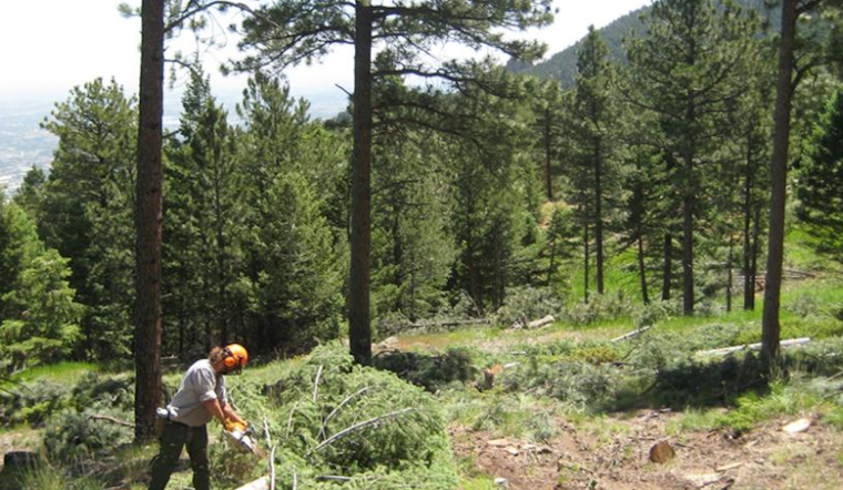 Boulder Secures $900,000 State Grant for Wildfire Defense and Forest Health Project