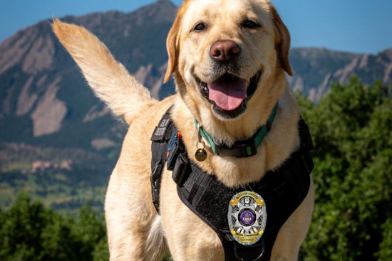 Boulder's Cyber-Sniffing Hero: ASCII the ESD K-9 Aids in Digital Forensics and Safety