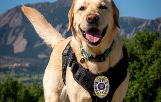 Boulder's Cyber-Sniffing Hero: ASCII the ESD K-9 Aids in Digital Forensics and Safety