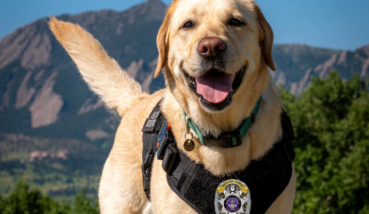 Boulder's Cyber-Sniffing Hero: ASCII the ESD K-9 Aids in Digital Forensics and Safety