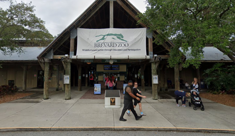 Brevard Zoo's Young Spider Monkey Recovers After Arm Amputation Following Enclosure Accident