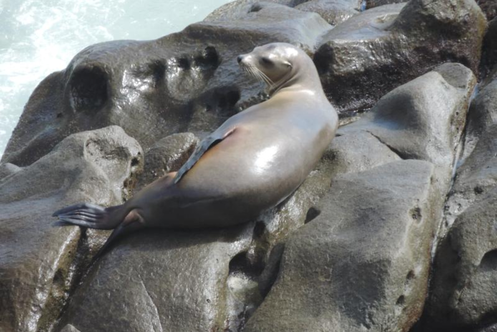 Brutal Decapitation of Sea Lion at Doran Beach Prompts $20K Reward for Leads, Suspected Perpetrator on the Loose