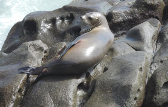 Brutal Decapitation of Sea Lion at Doran Beach Prompts $20K Reward for Leads, Suspected Perpetrator on the Loose