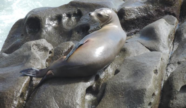 Brutal Decapitation of Sea Lion at Doran Beach Prompts $20K Reward for Leads, Suspected Perpetrator on the Loose