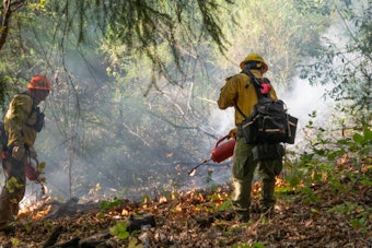 California Introduces 25-Point Plan to Combat Wildfires, Invests Billions in Resilience Efforts