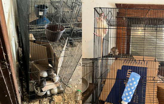 Canton Man Charged Amidst Discovery of Suspected Human Remains and Animal Neglect at Stark County Home