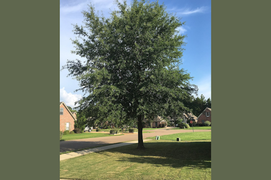 Carrollton Residents Rapidly Claim All 300 Trees in City's Arbor Day Giveaway After Storm Damage
