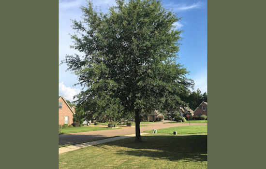Carrollton Residents Rapidly Claim All 300 Trees in City's Arbor Day Giveaway After Storm Damage
