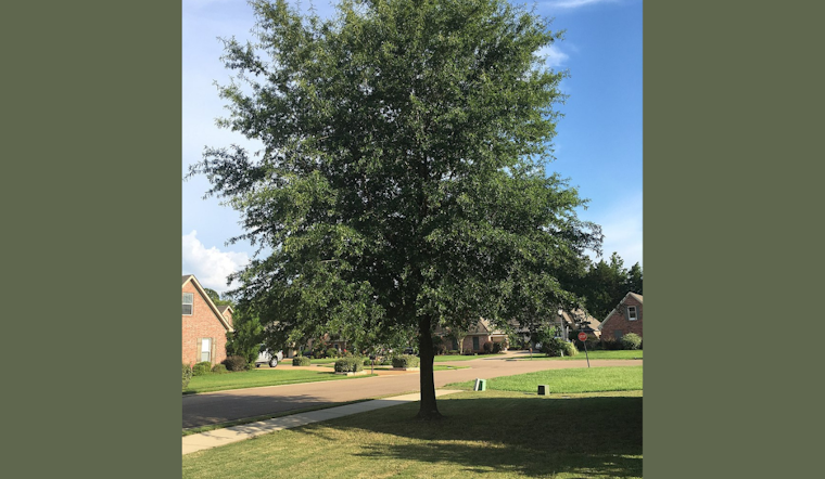 Carrollton Residents Rapidly Claim All 300 Trees in City's Arbor Day Giveaway After Storm Damage