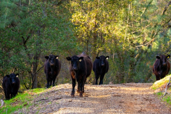 Cattle Join the Fight Against Wildfires at Hidden Falls Regional Park in North Auburn
