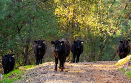 Cattle Join the Fight Against Wildfires at Hidden Falls Regional Park in North Auburn