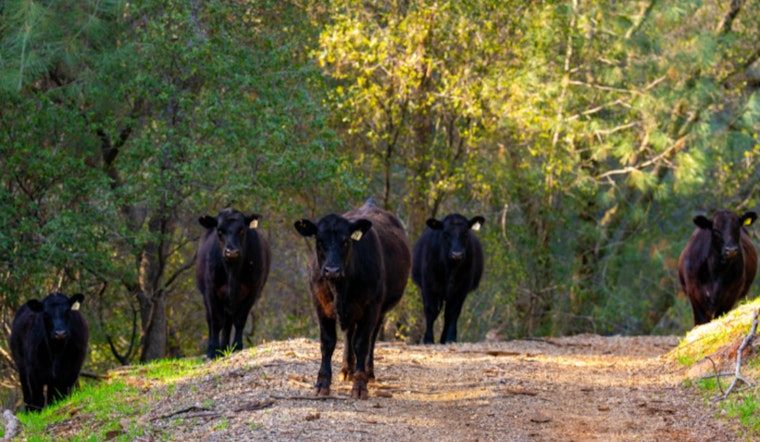 Cattle Join the Fight Against Wildfires at Hidden Falls Regional Park in North Auburn