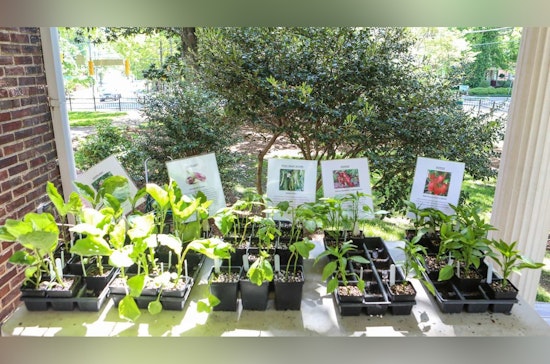Celebrate Earth Day with Heirloom Plant Sale at Mordecai Historic Park in Raleigh