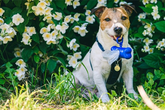 Charlotte's Storm Water Services Urges Dog Owners to Scoop Poop to Protect Waterways