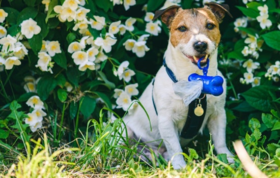 Charlotte's Storm Water Services Urges Dog Owners to Scoop Poop to Protect Waterways