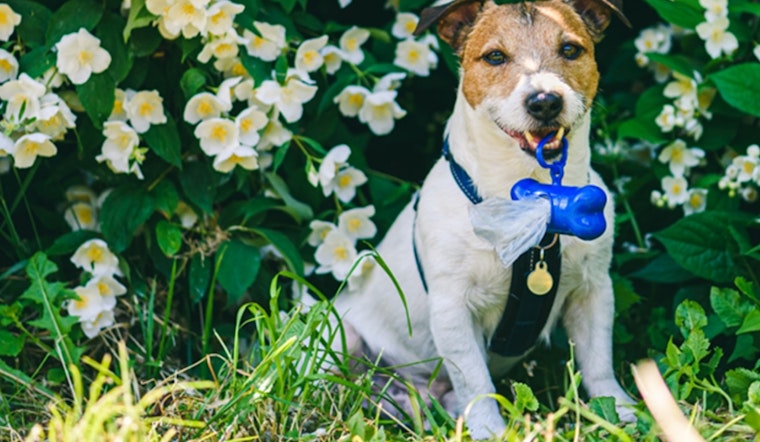 Charlotte's Storm Water Services Urges Dog Owners to Scoop Poop to Protect Waterways