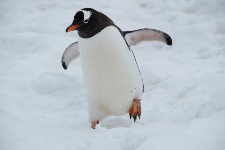 Chicago's Feathered Competitors Dive into 'March of the Penguin Madness' for Conservation Awareness