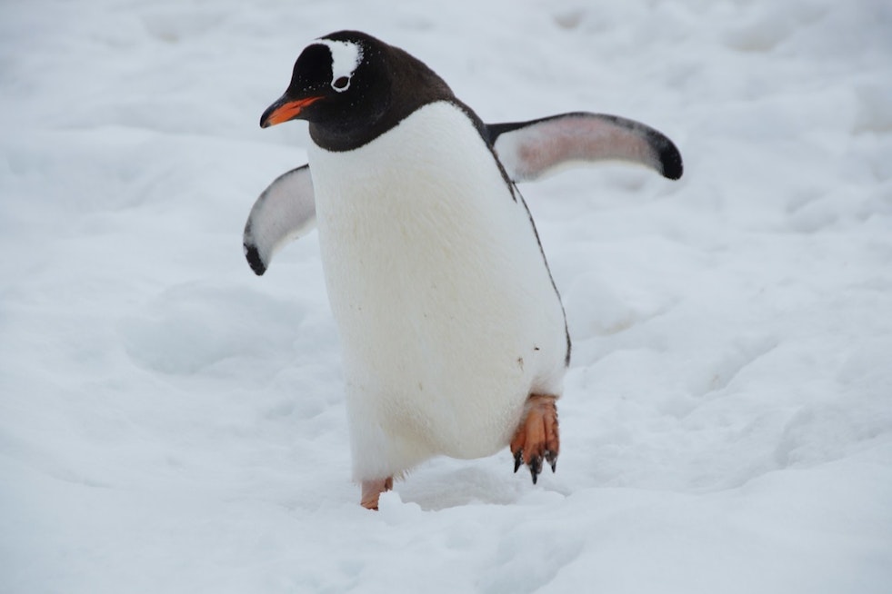 Chicago's Feathered Competitors Dive into 'March of the Penguin Madness' for Conservation Awareness