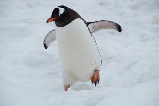 Chicago's Feathered Competitors Dive into 'March of the Penguin Madness' for Conservation Awareness