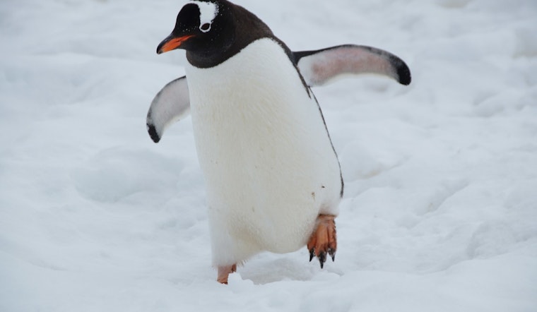 Chicago's Feathered Competitors Dive into 'March of the Penguin Madness' for Conservation Awareness