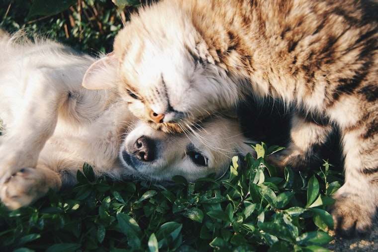 Chicago Unites for 'Rescue Together' Adoption Event, Waives Fees to Find Homes for Pets