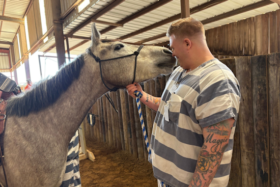 Collin County Sheriff's Office Launches Equine Therapy for Veterans as Part of VALOR Program in McKinney, Texas