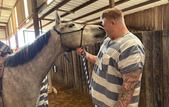 Collin County Sheriff's Office Launches Equine Therapy for Veterans as Part of VALOR Program in McKinney, Texas