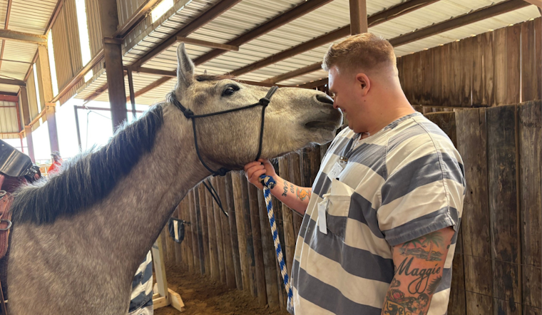 Collin County Sheriff's Office Launches Equine Therapy for Veterans as Part of VALOR Program in McKinney, Texas