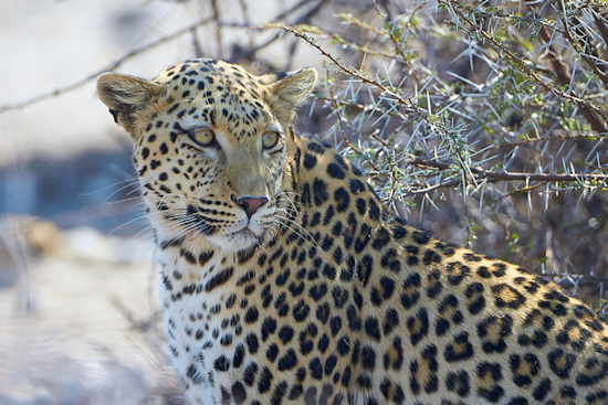 Colorado State University's Ph.D. Student Innovates with Machine Learning to Protect Endangered African Leopards
