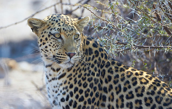 Colorado State University's Ph.D. Student Innovates with Machine Learning to Protect Endangered African Leopards