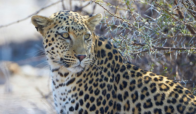 Colorado State University's Ph.D. Student Innovates with Machine Learning to Protect Endangered African Leopards