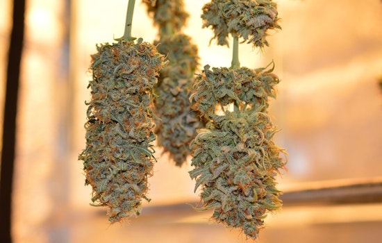 Columbia University Study Reveals Easy Cannabis Access for Minors in New York City