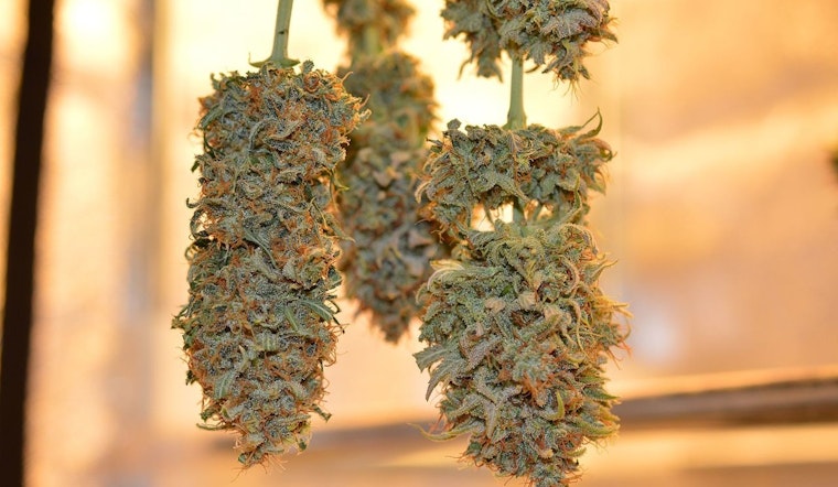 Columbia University Study Reveals Easy Cannabis Access for Minors in New York City