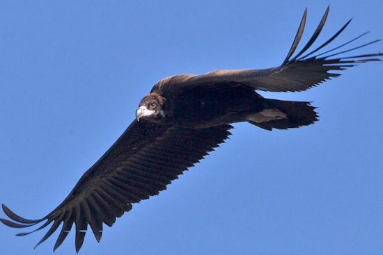 Conowingo Dam's Fisherman's Park Trails Closed Amid Dead Vultures and Avian Flu Concerns in Maryland