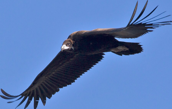 Conowingo Dam's Fisherman's Park Trails Closed Amid Dead Vultures and Avian Flu Concerns in Maryland